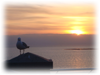 Mwe im Sonnenuntergang