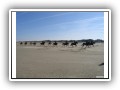 Alles Glck der Erde... Borkum im Galopp